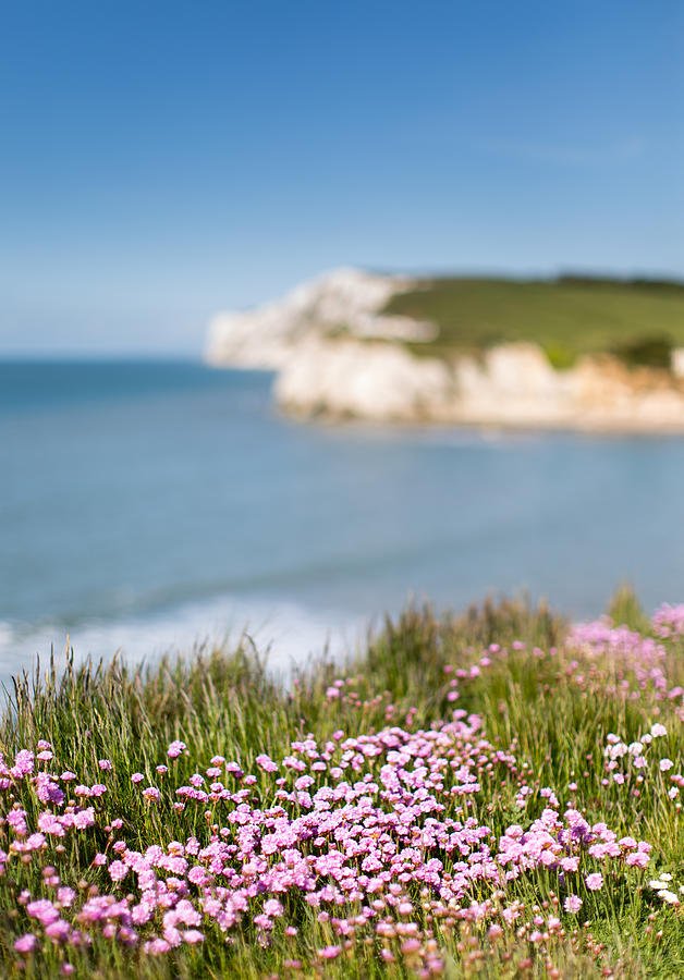 50mm of Freshwater Bay Pinks Photograph by s0ulsurfing - Jason Swain