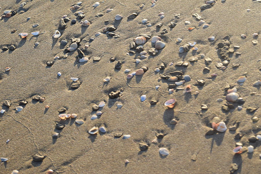 Shells Greece Photograph by GiannisXenos Photography - Pixels