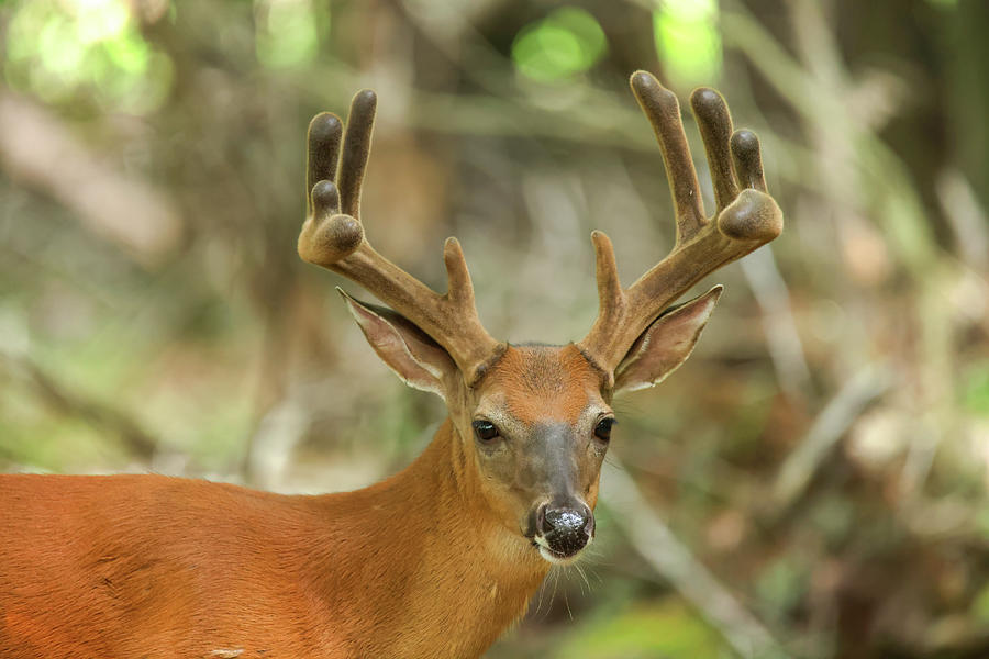 Whitetail Buck #51 Photograph by Brook Burling
