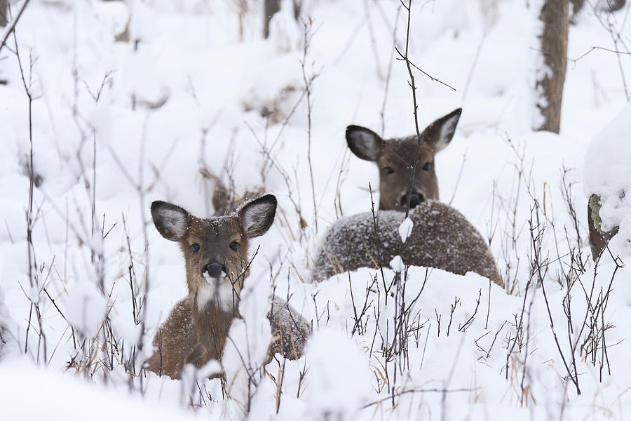 Whitetail Deer #51 Photograph by Brook Burling