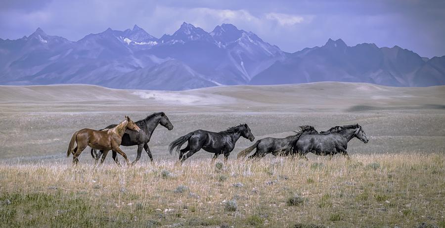 Wild Horses #51 Photograph by Laura Terriere