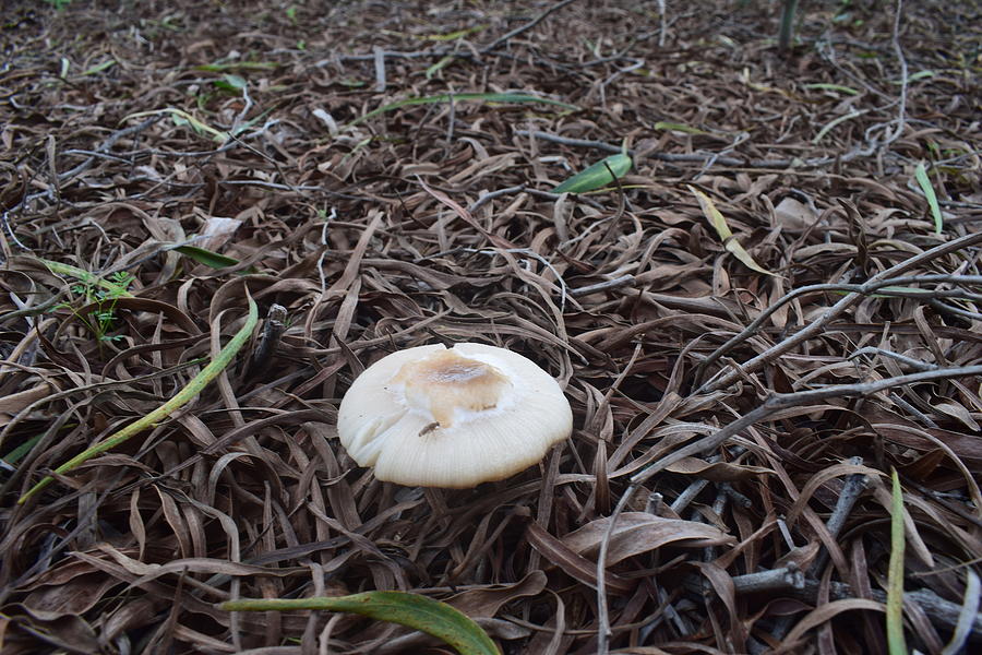 Mushrooms Greece Photograph