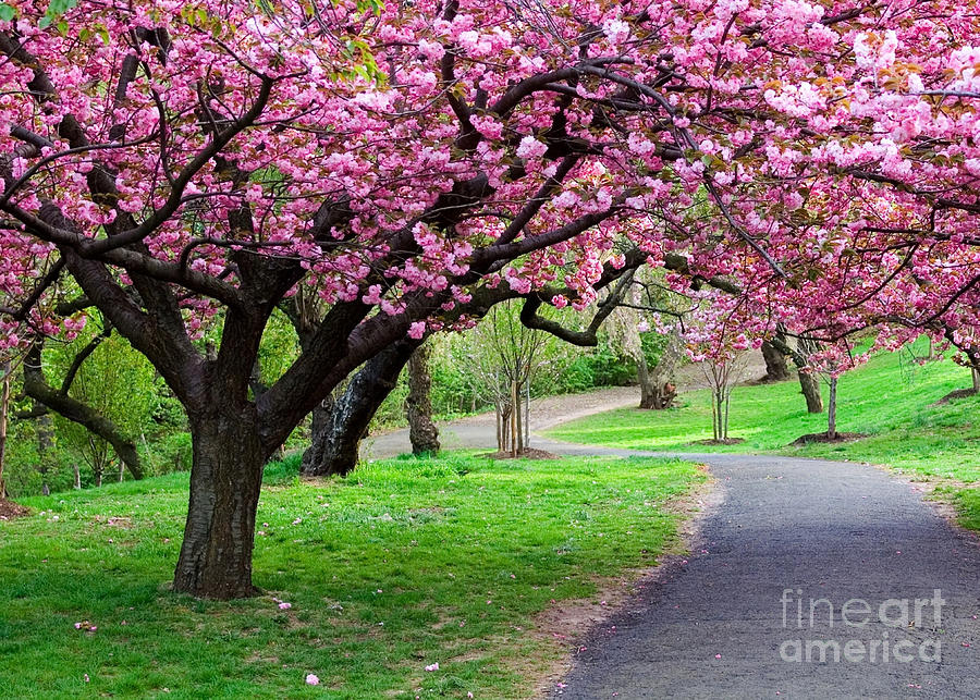 Cherry Blossom Tree Digital Art by ArtSpace