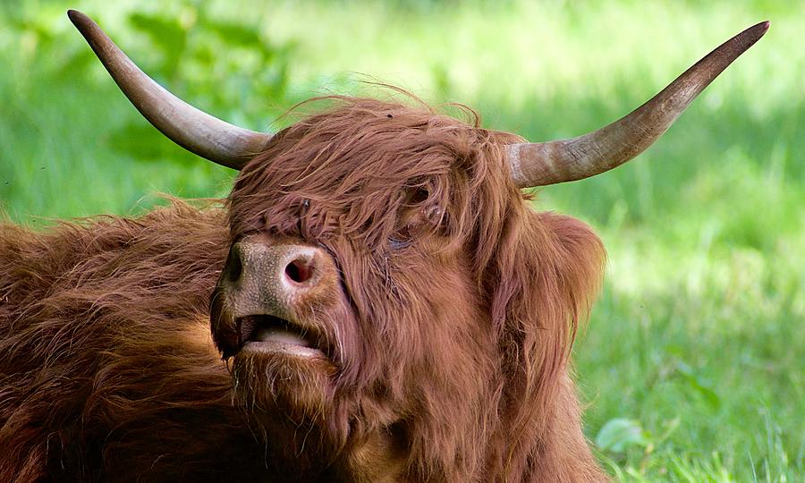 Highland Cow Photograph by Dean Crawford - Fine Art America