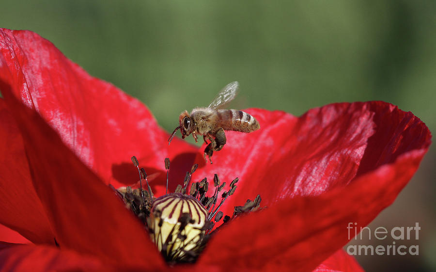 Honeybee #52 Photograph by Gary Wing