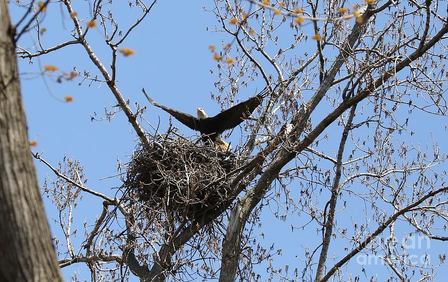 Eagle protecting nest Photograph by Gaylen Bicking - Fine Art America