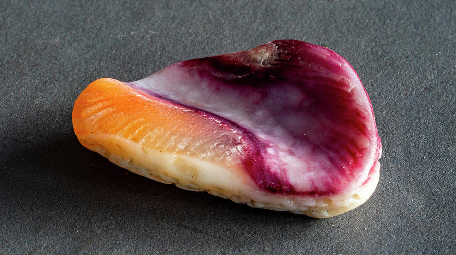 Sea Shells #52 Photograph by Tommy Farnsworth