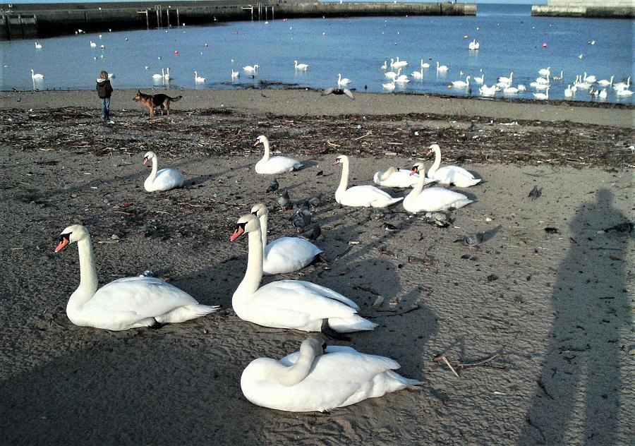 52 Swans in Bray Harbour Painting by Val Byrne