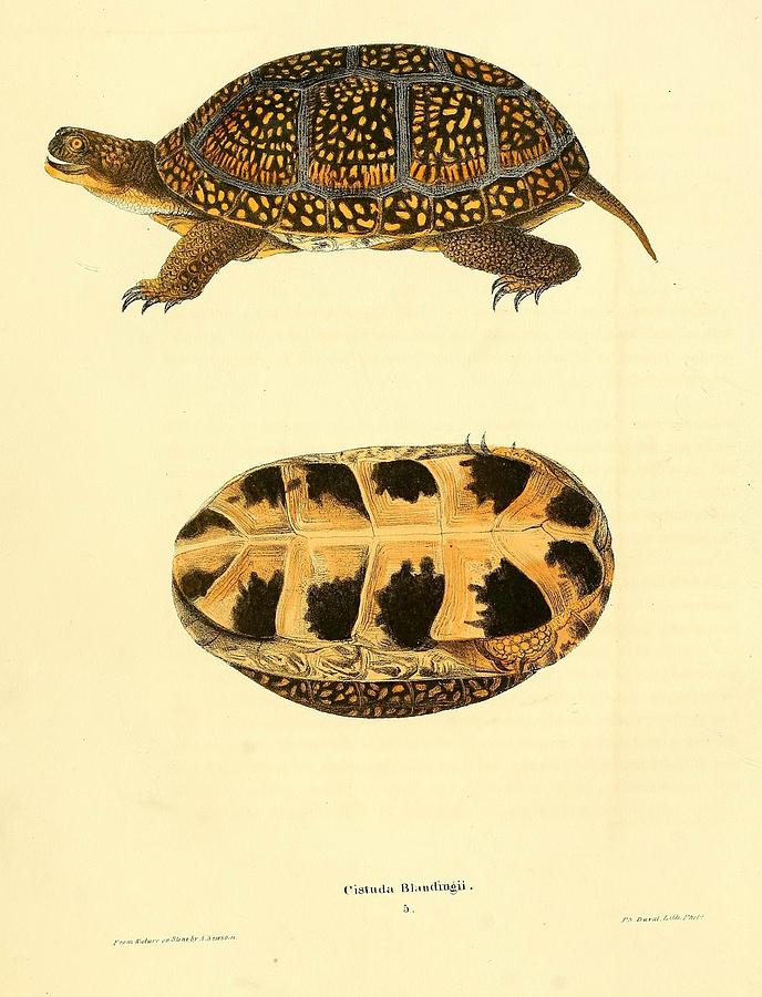 Vintage Turtle and Tortoise illustrations Mixed Media by Beautiful ...