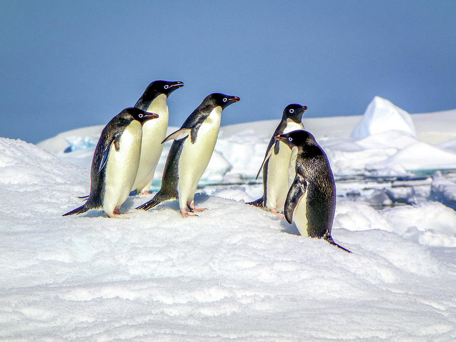 Antarctica #53 Photograph by Paul James Bannerman