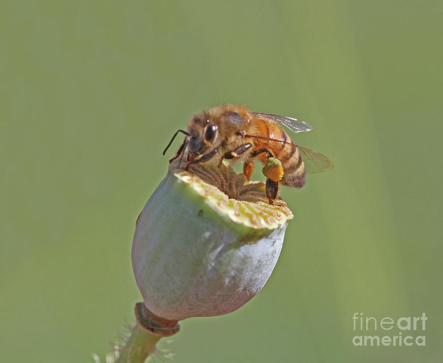Honeybee #53 Photograph by Gary Wing