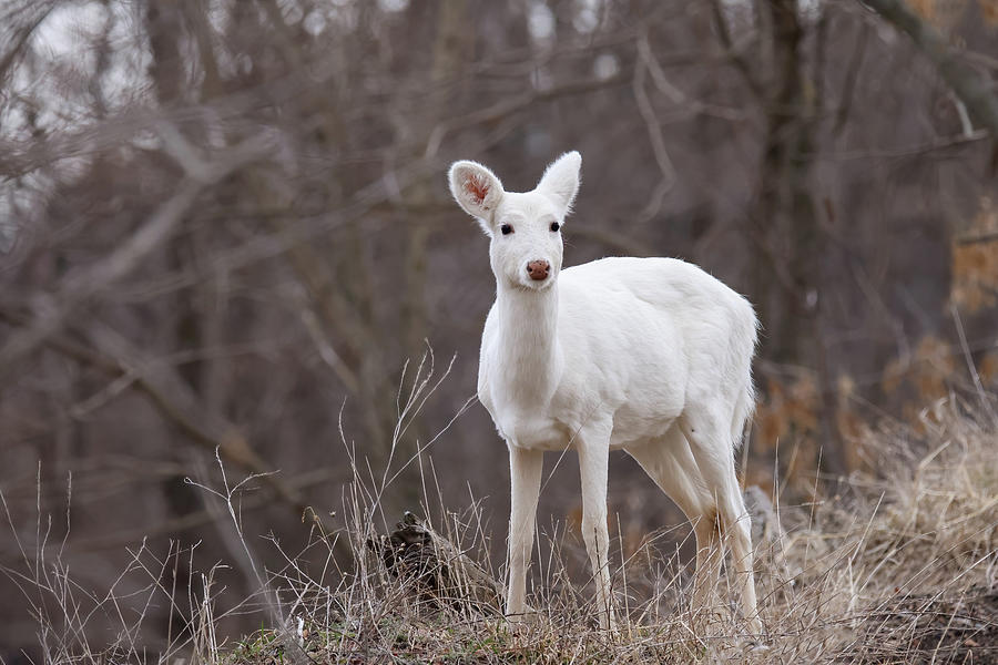 White Deer #53 Photograph by Brook Burling