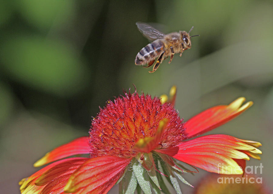 Honeybee #54 Photograph by Gary Wing