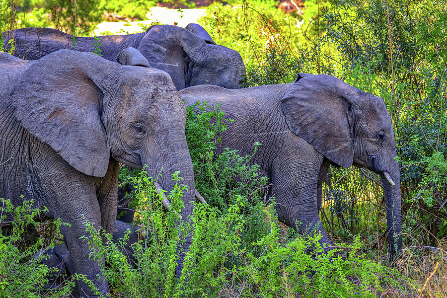 Kruger National Park South Africa #54 Photograph by Paul James Bannerman