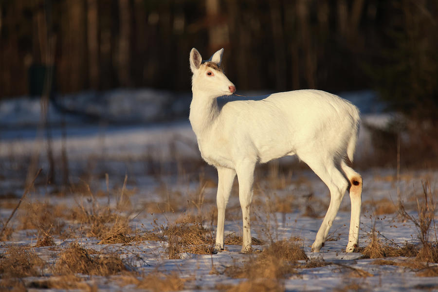 White Deer #54 Photograph by Brook Burling