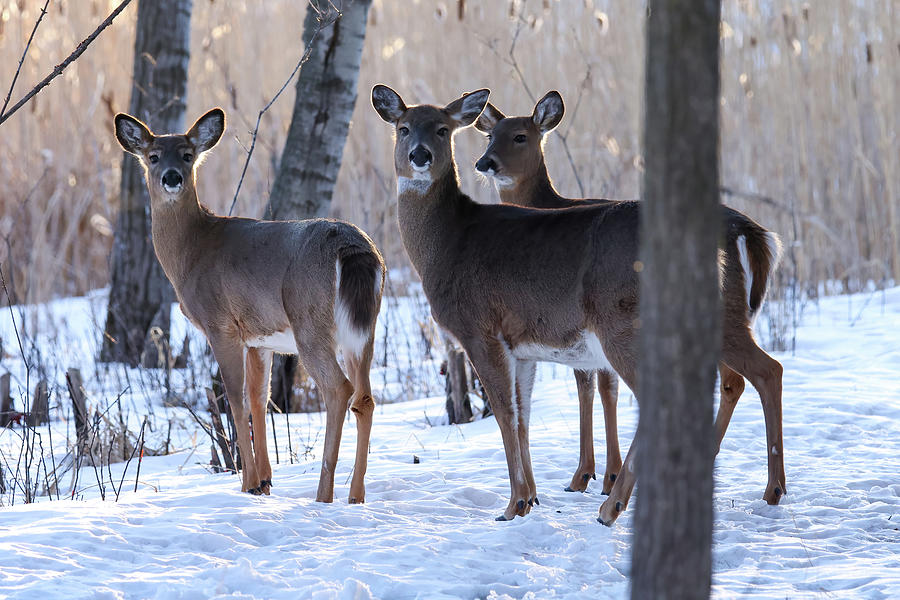Whitetail Deer #54 Photograph by Brook Burling