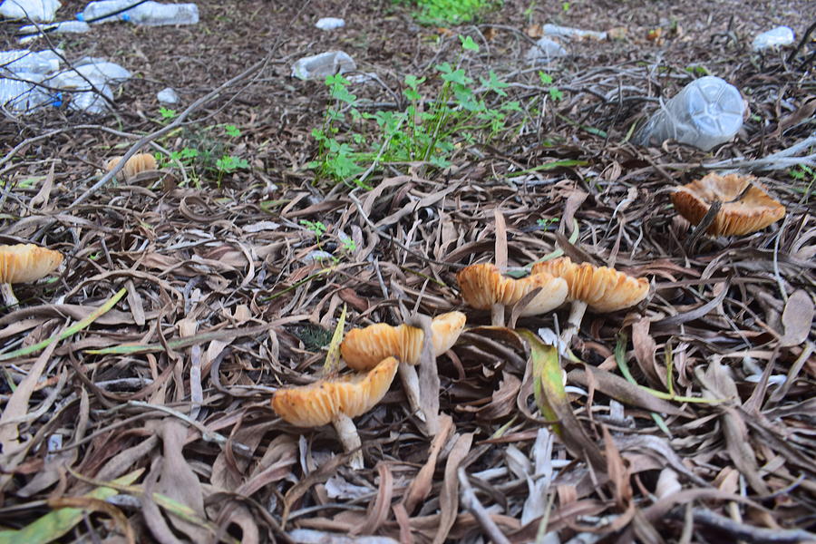Mushrooms Greece Photograph