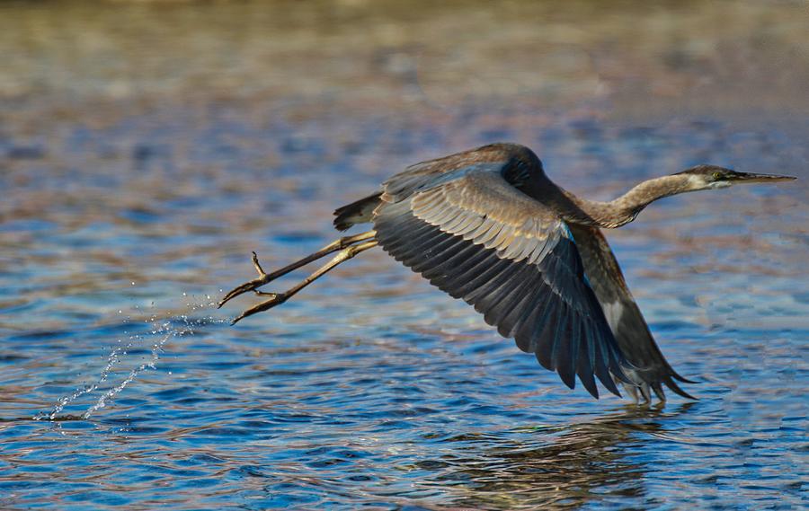 Blue Heron Take Off  Photograph by Montez Kerr
