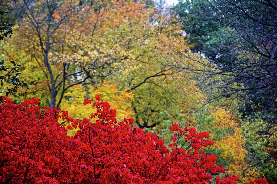 55 Autumn in Thornapple River Area in Grand Rapids, Michigan by Ruth Hager 55 Autumn in Thornapple River Area in Grand Rapids, Michigan by Ruth Hager