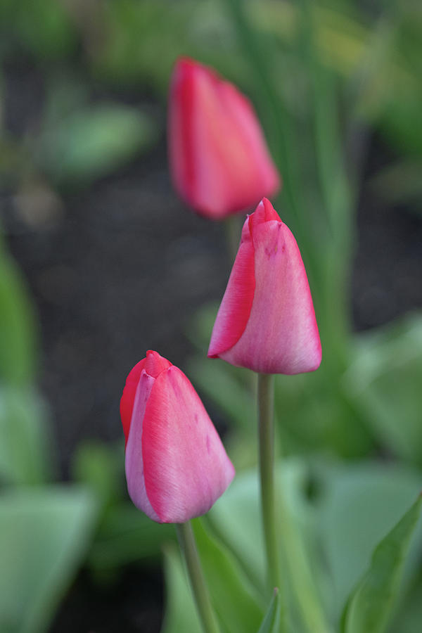 Beautiful Spring Tulips-Howard County, Indiana Photograph by William ...