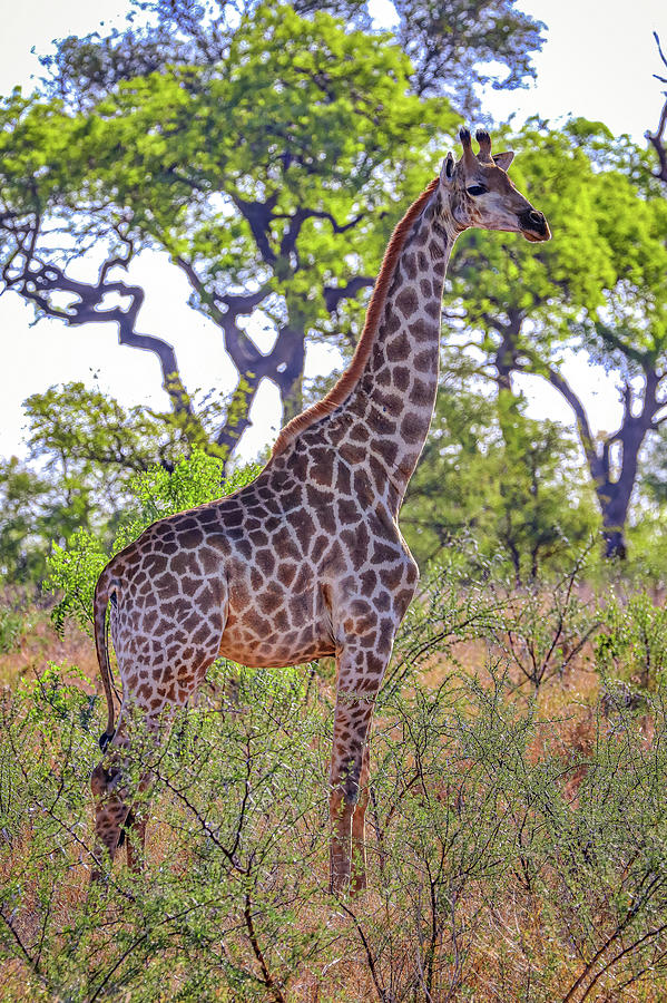 Kruger National Park South Africa #55 Photograph by Paul James Bannerman