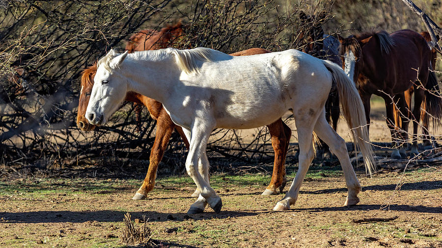 Salt River, Arizona Wild Horses Photograph By Al Ungar - Pixels