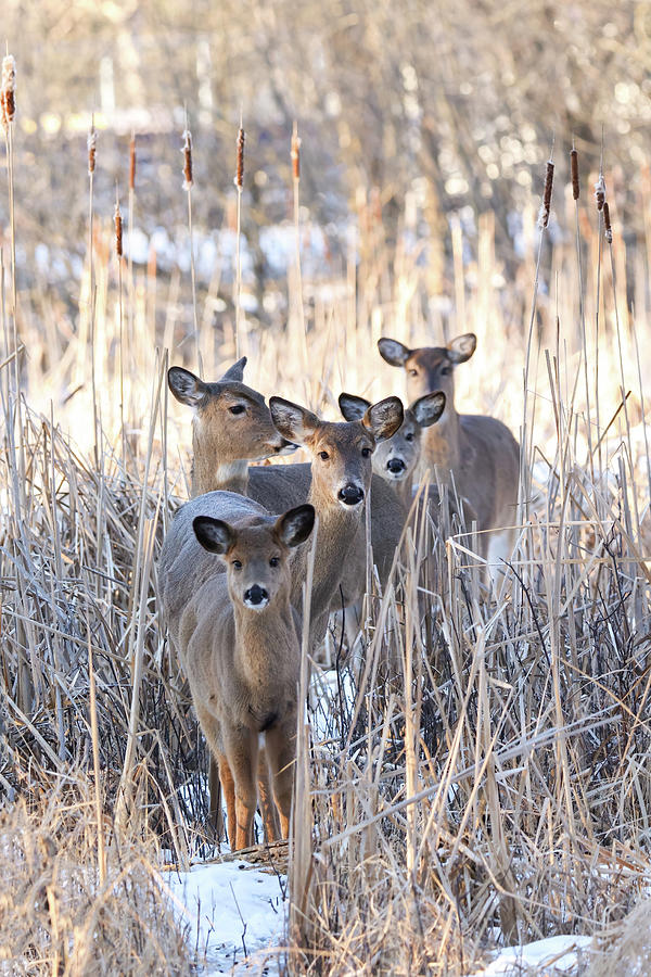 Whitetail Deer #55 Photograph by Brook Burling