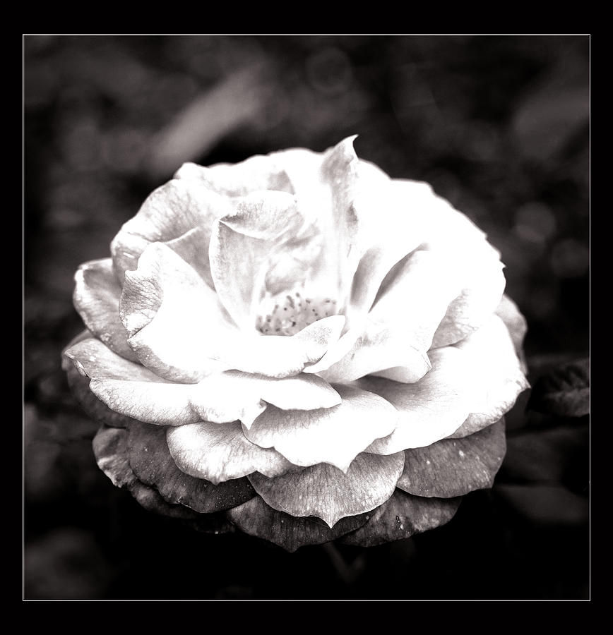 55.2019-3 Black And White Hot Cocoa Rose  #552019 Photograph by M K Miller