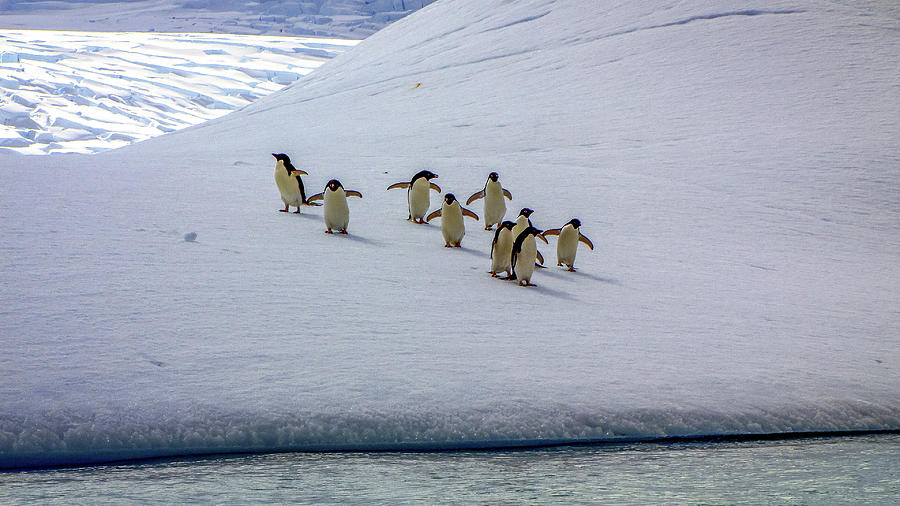 Antarctica #56 Photograph by Paul James Bannerman