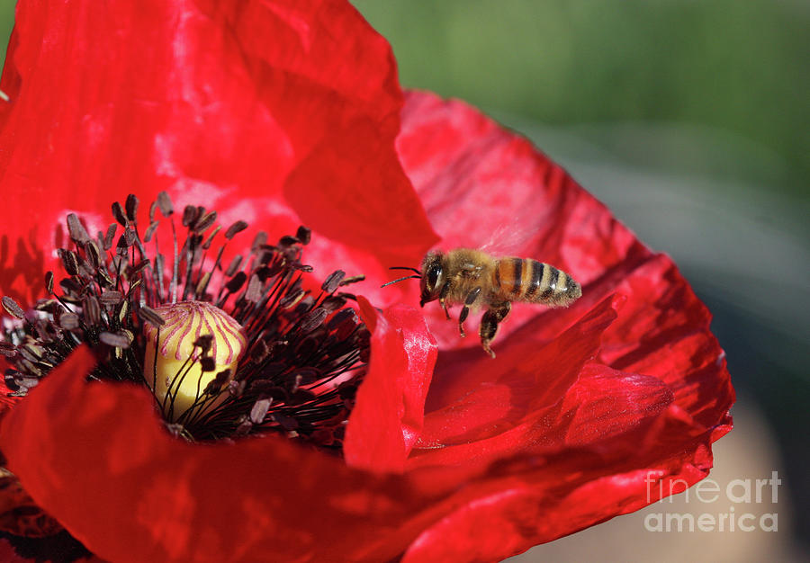 Honeybee #56 Photograph by Gary Wing