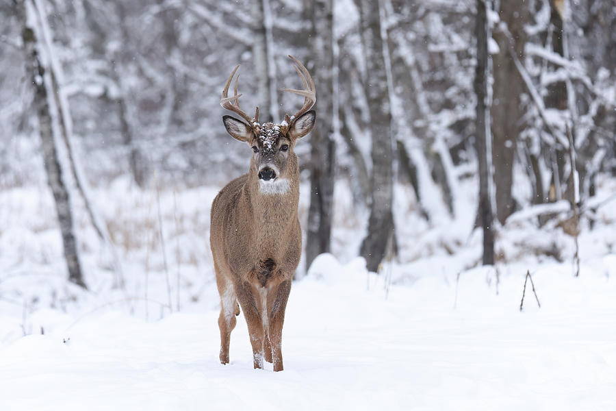 Whitetail Buck #56 Photograph by Brook Burling