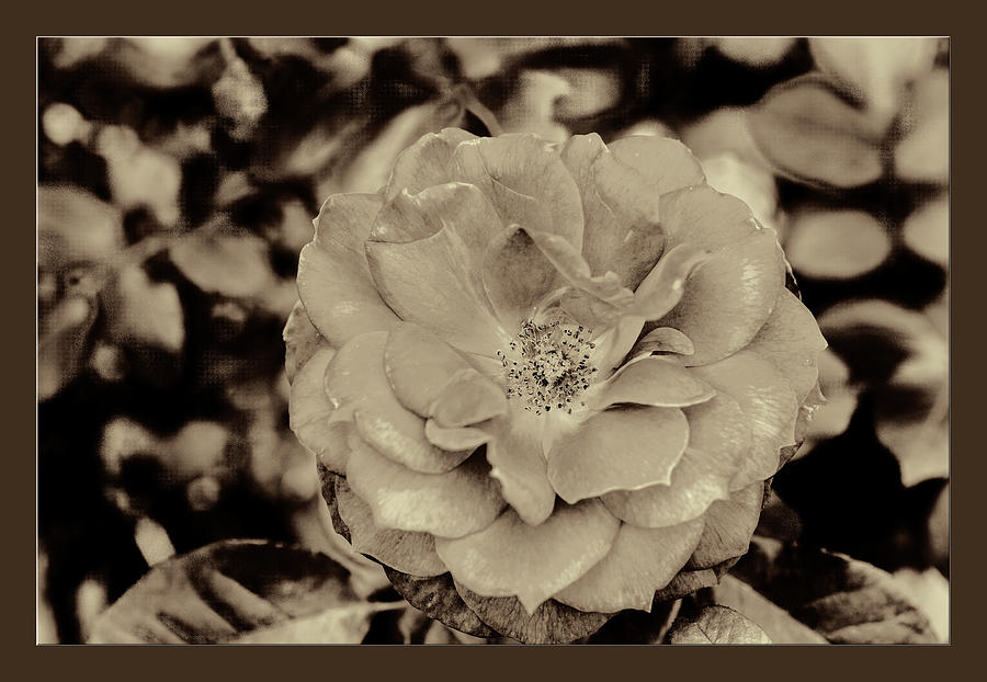 56.2019-3 Black And White Hot Cocoa Rose  #562019 Photograph by M K Miller