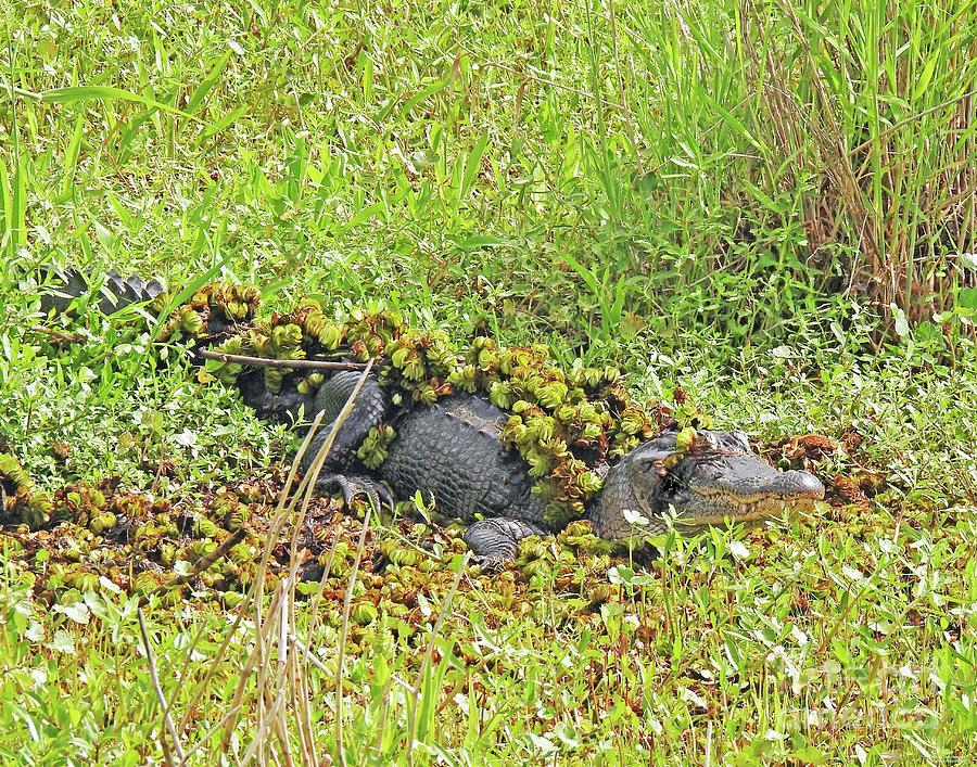 57 Gator in the Swamp Cameron Prairie NWR Photograph by Lizi Beard-Ward