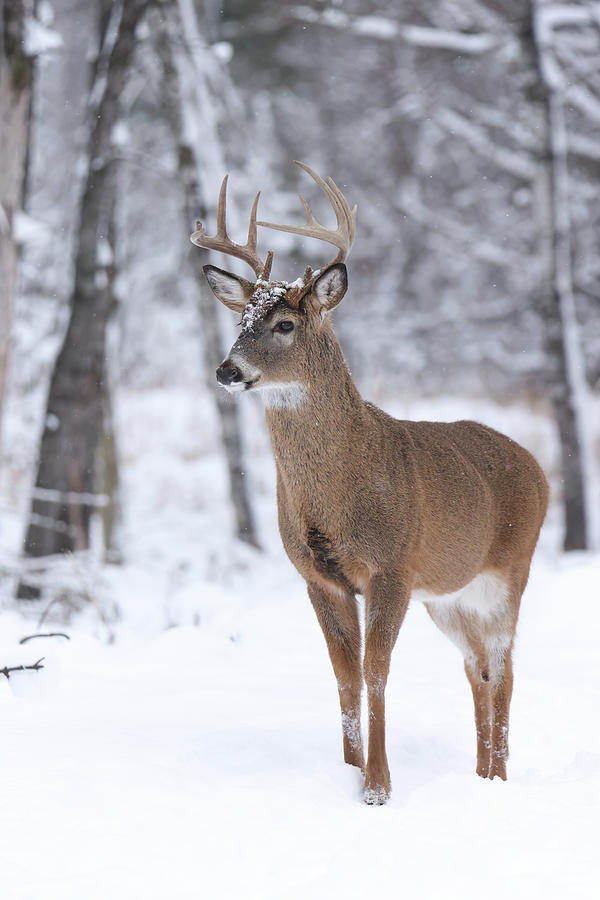Whitetail Buck #57 Photograph by Brook Burling