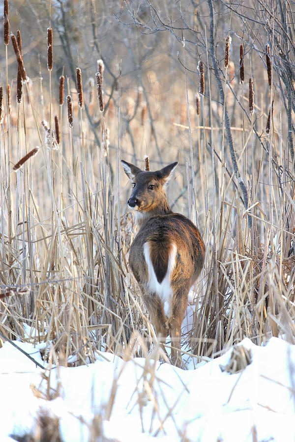 Whitetail Deer #57 Photograph by Brook Burling