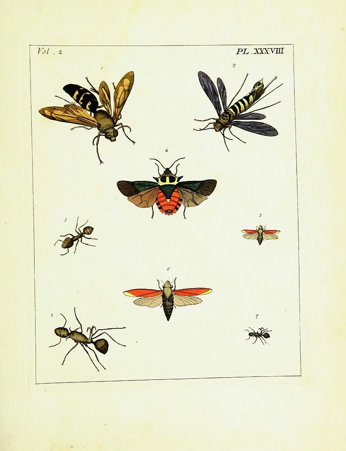 Beautiful Vintage Arthropods And Insects Mixed Media by Beautiful ...