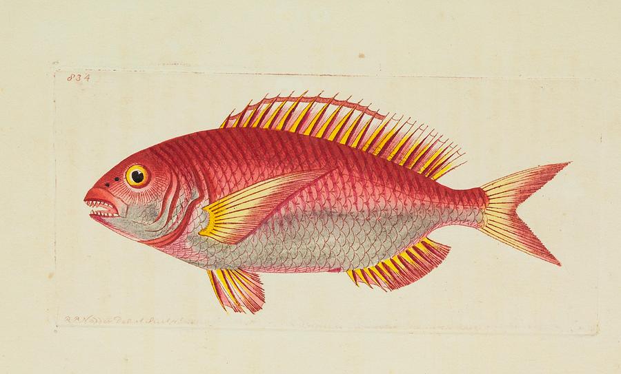 Beautiful Vintage Fish Mixed Media by Beautiful Nature Prints - Fine ...