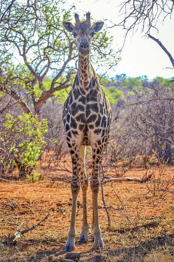 Kruger National Park South Africa #58 Photograph by Paul James Bannerman