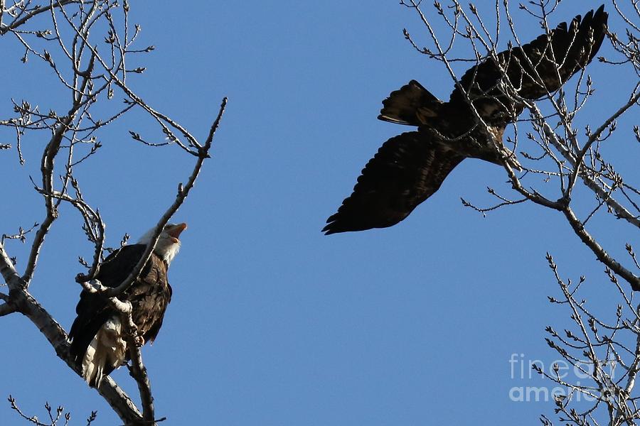 Eagle protecting nest Photograph by Gaylen Bicking