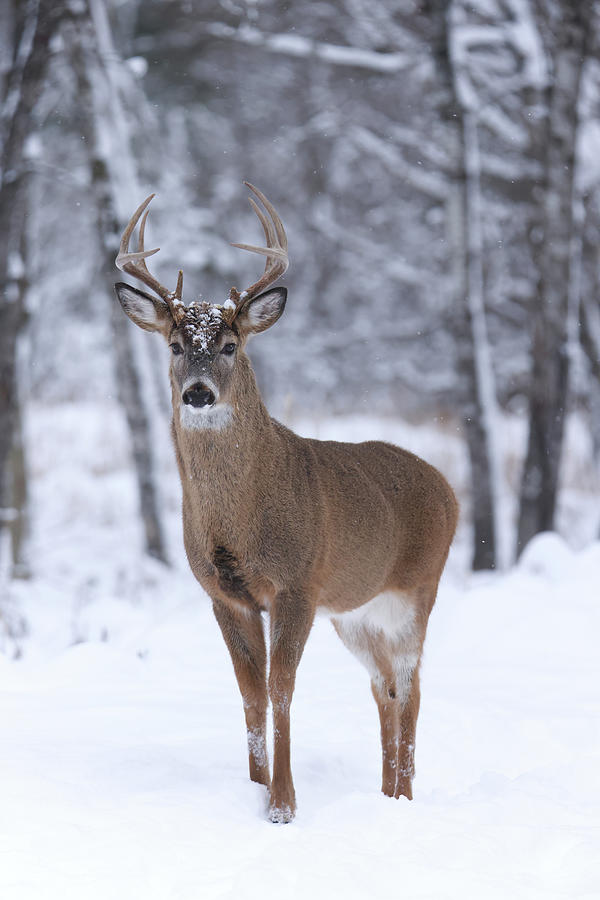 Whitetail Buck #58 Photograph by Brook Burling