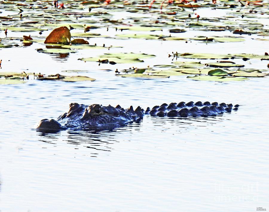 59  Alligator Cameron Prairie Photograph by Lizi Beard-Ward