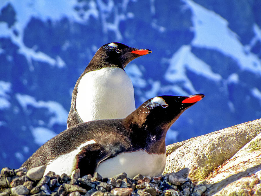 Antarctica #59 Photograph by Paul James Bannerman