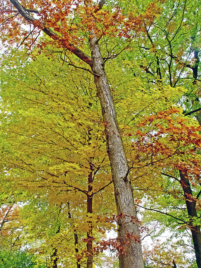 59 Autumn in Thornapple River Area in Grand Rapids, Michigan by Ruth Hager 59 Autumn in Thornapple River Area in Grand Rapids, Michigan by Ruth Hager