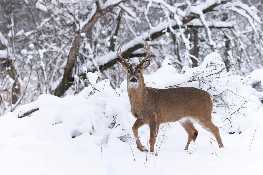 Whitetail Buck #59 Photograph by Brook Burling