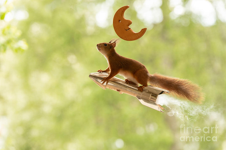 Nature Photograph - Squirrel, red squirrel, Sciurus vulgaris, Eurasian red squirrel, #593 by Geert Weggen
