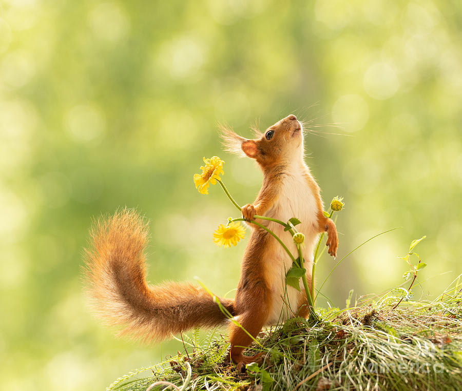 Nature Photograph - Squirrel, red squirrel, Sciurus vulgaris, Eurasian red squirrel, #594 by Geert Weggen