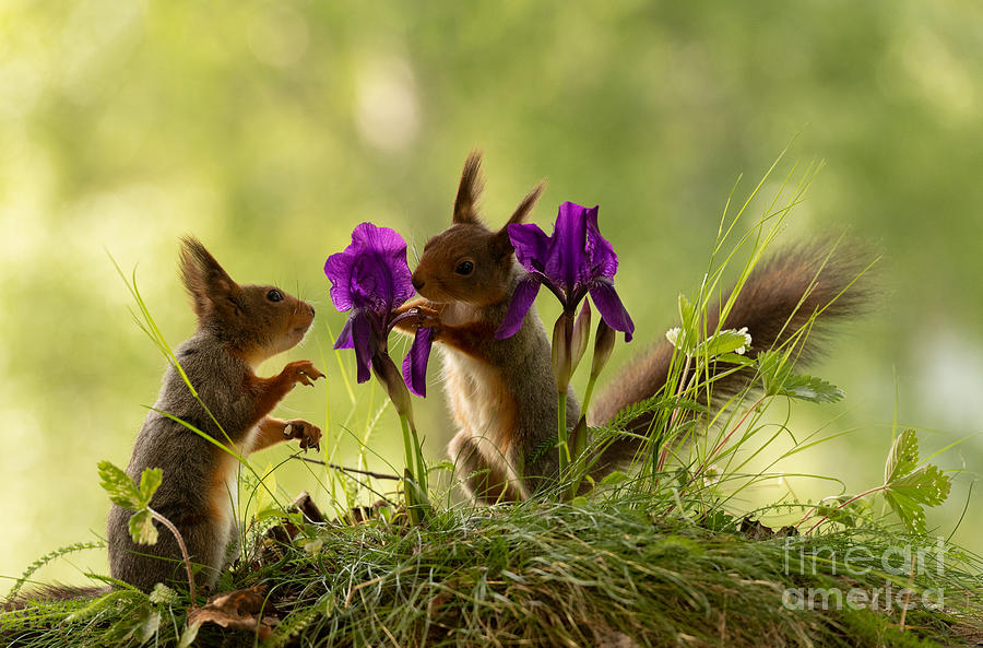 Iris Photograph - Squirrel, red squirrel, Sciurus vulgaris, Eurasian red squirrel, #595 by Geert Weggen