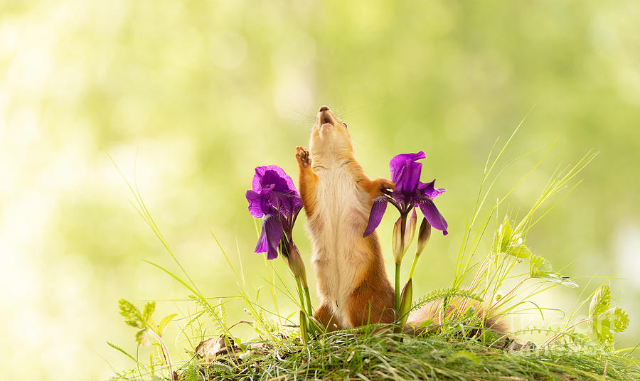 Iris Photograph - Squirrel, red squirrel, Sciurus vulgaris, Eurasian red squirrel, #596 by Geert Weggen