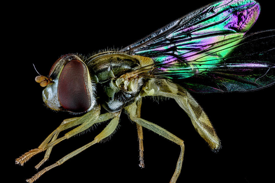 5X Blowfly Macro Profile Photograph By Robert Storost | Fine Art America