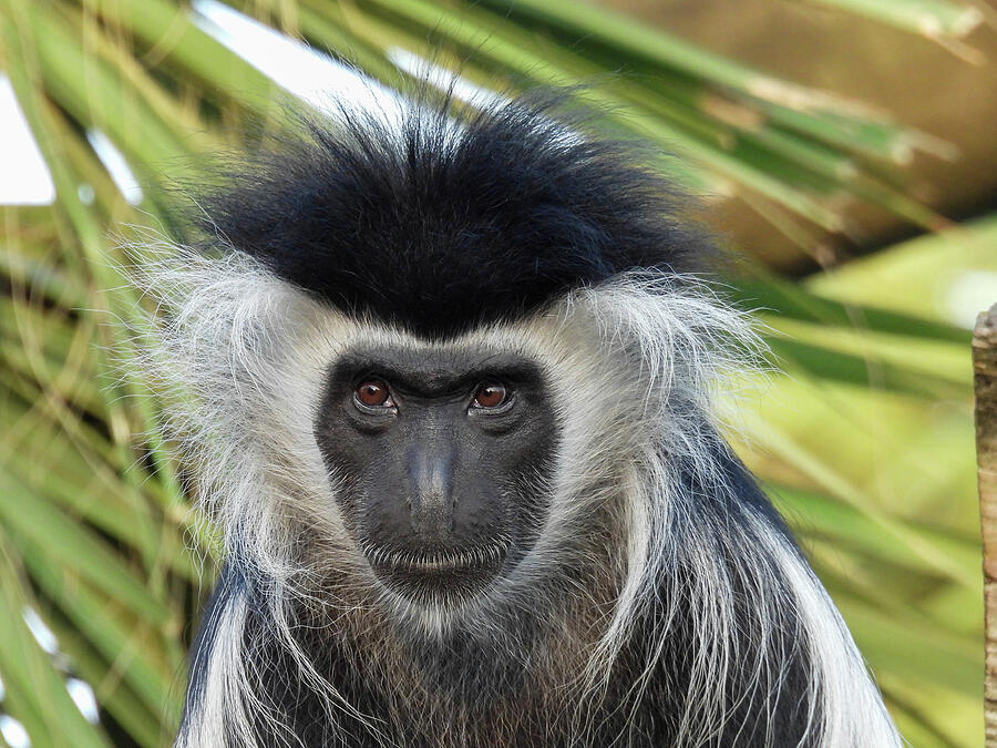 A captive Angolan, or black and white colobus in Tampa, Florida ...